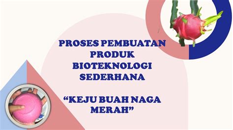 BIOTEKNOLOGI KONVENSIONAL - PROSES PEMBUATAN KEJU BUAH NAGA - YouTube