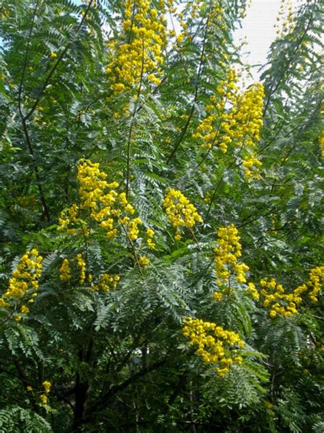 Cassia siamea – Acacia