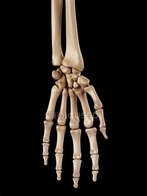 Human hand bones anatomy — physiology, anatomical - Stock Photo | #160569012