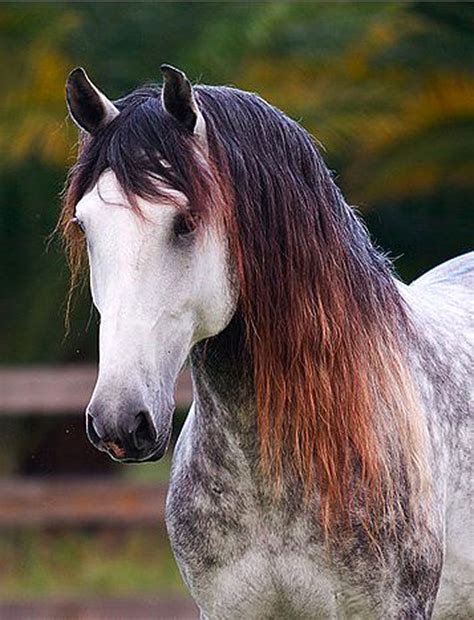 lusitano | Horses, Beautiful horses, Pretty horses