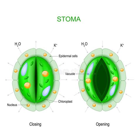 Structure of Stomatal Complex with Open and Closed Stoma with Titles ...