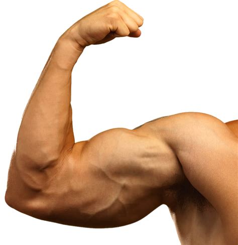 Muscle PNG Image - PurePNG | Free transparent CC0 PNG Image Library