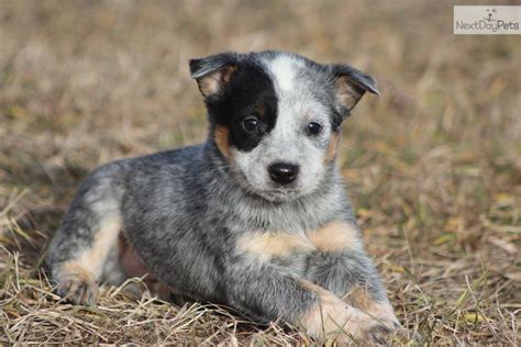 australian cattle dog blue heeler | Heeler puppies, Blue heeler dogs ...