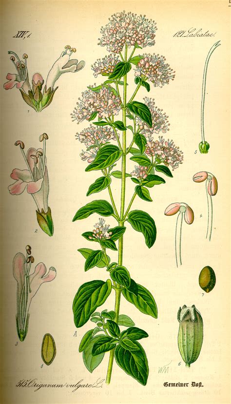 File:Illustration Origanum vulgare0.jpg - Wikimedia Commons