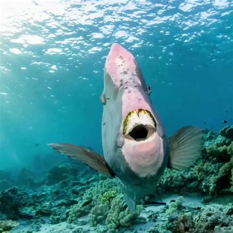 Parrotfish Teeth