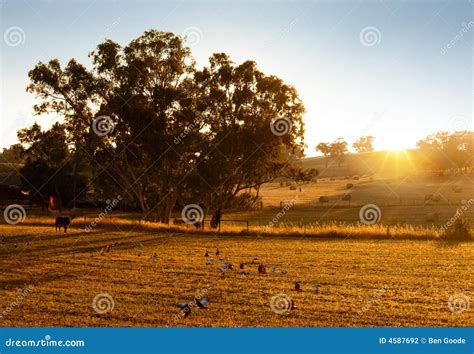 Farm Sunset Landscape stock photo. Image of outdoors, background - 4587692