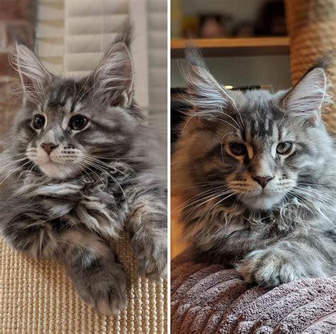 11 Adorable Maine Coon Growth Pictures (from Kitten to Adult) - MaineCoon.org