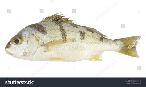 Grunt-fish Images, Stock Photos & Vectors | Shutterstock