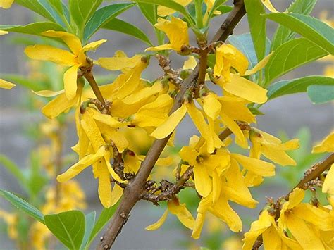 Forsythia suspensa | Forsythia suspensa | Flower Database