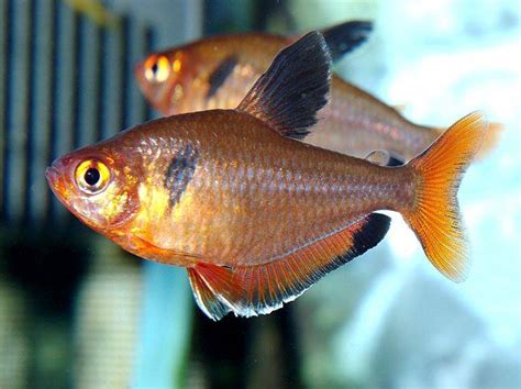 Serpae Tetra (Hyphessobrycon serpae) - Care, Feeding, Breeding, and ...