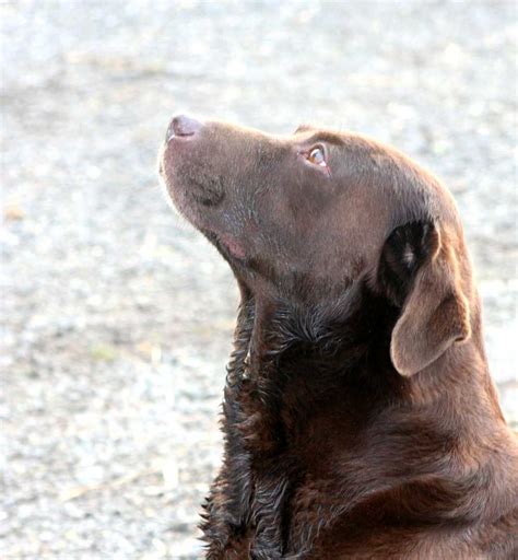 Labrador Training - The Labrador Site