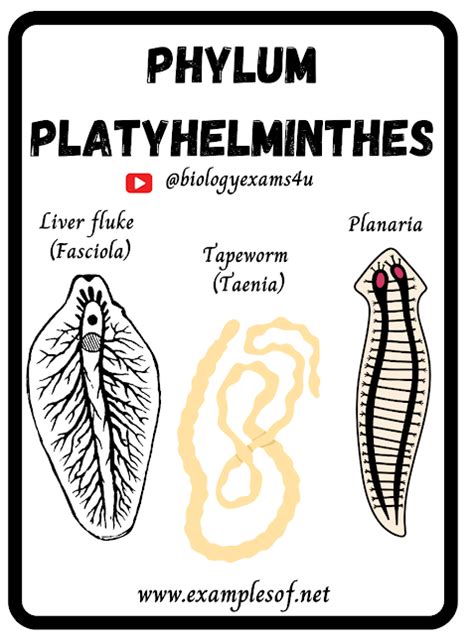 Examples of Phylum Platyhelminthes | Flat worms Examples | Animal Kingdom