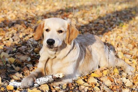 Golden Retriever Corgi Mix: Fun Facts About This Unique Crossbreed