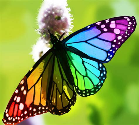 Beautiful Rainbow Butterflies Rainbow Butterfly | Tumblr | Beautiful ...