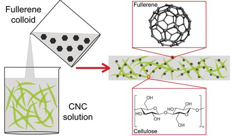 Applications of Nanocellulose/Nanocarbon Composites: Focus on Biotechnology and Medicine ...