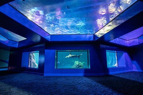 ‘SHARKS!’ at Georgia Aquarium – Cortina Productions