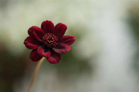 Why Is Chocolate Cosmos Special? True Chocolate Cosmos Meaning