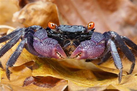 vampire crab: Photo by Photographer Igor Siwanowicz | Crab, Deep sea creatures, Sea creatures