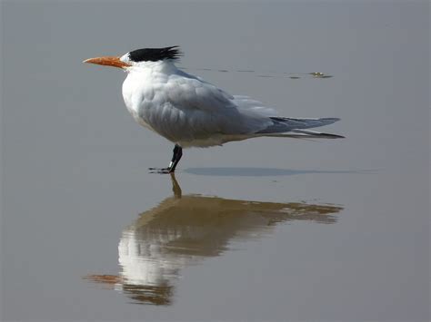 Elegant Tern | Audubon Field Guide