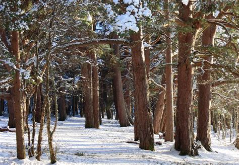 Caledonian Forest. | Part of the Caledonian Forest in Glenmo… | Flickr