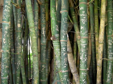Free Images : trunks, graffiti writing, green, forest, plant stem, bamboo shoot, grass family ...