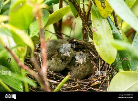 Cardinal Nest High Resolution Stock Photography and Images - Alamy