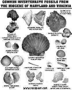 Fossil Identification Sheets - New York, Maryland, Virginia, New Jersey, North Carolina ...