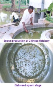 CARP BREEDING AND HATCHERY MANAGEMENT – Pashudhan praharee