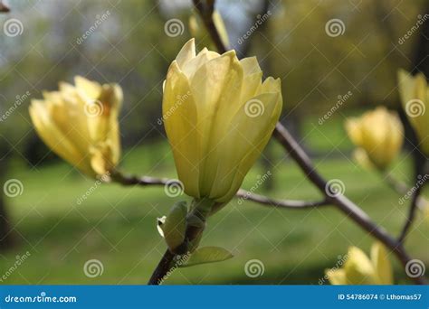 Yellow Magnolia Tree Flowers Stock Photo - Image of flower, closeup: 54786074