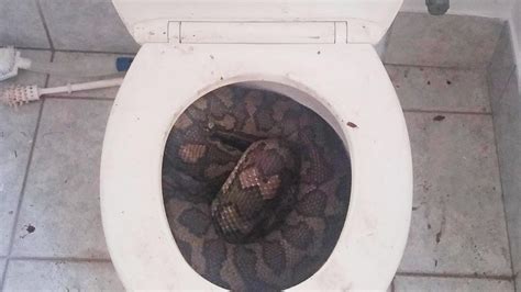 Australia: Thirsty snakes slither into toilets - CNN