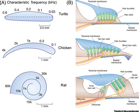 Basilar Membrane Frequency