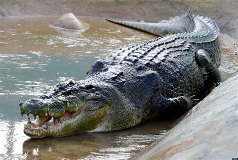 Lolong Dead: World's Largest Crocodile In Captivity Dies In Philippines (PHOTOS) | HuffPost UK