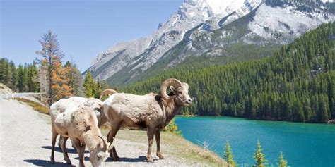 Head to these Spots to Witness Banff’s Spectacular Wildlife