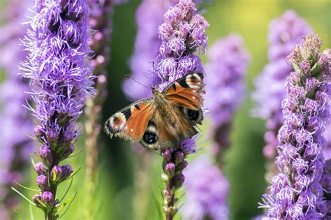 Purple Liatris Flower in Bloom - Florida Native Plants - The Garden Shed