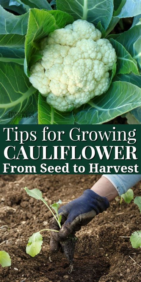 Tips for Growing Cauliflower in Your Garden