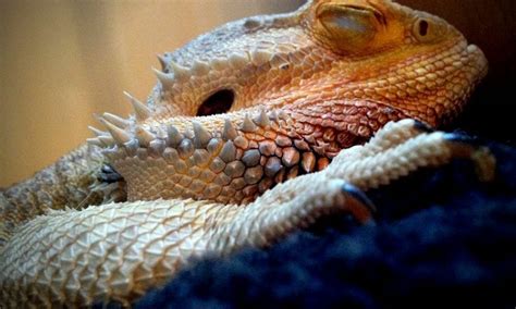 Why is mine bearded dragon sleeping so much?