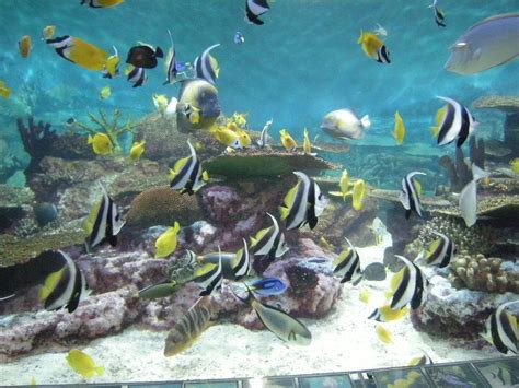 Coex Aquarium (Seoul) - 2019 All You Need to Know BEFORE You Go (with Photos) - TripAdvisor ...