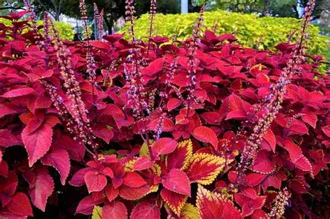 Coleus Care: How to Grow Colorful Coleus Plant (Extensive Guide)