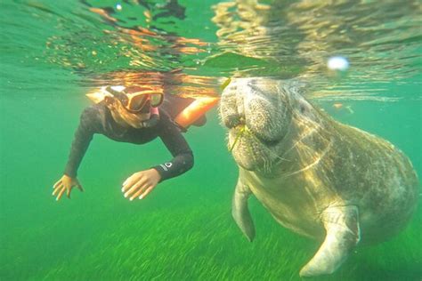 Snorkeling Experience of a Lifetime - Nature's Discovery Manatee Tours ...