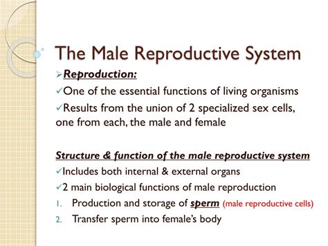 presentation on male reproductive system