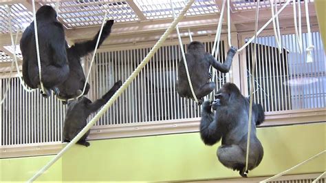 シャバーニ家族の日々123 Shabani gorilla family - YouTube