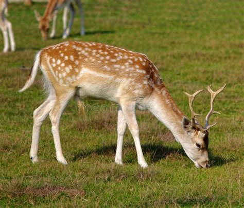 Deer eating grass stock photo. Image of mammal, watching - 111712380