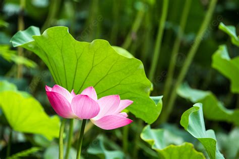 Real Shooting Of Summer Lotus Background, Summer Day, Summer, Lotus Background Image for Free ...