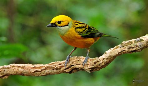 Costa Rica Bird Photography Tour | Birding Experiences