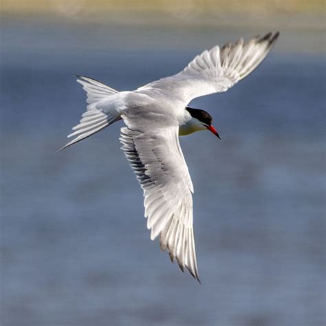 Common Tern | In the feeding areas at the DWT on Brownsea Is… | Andy ...