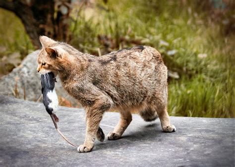 Wildcat with Prey, Rat in Mouth Stock Image - Image of fauna, wild ...