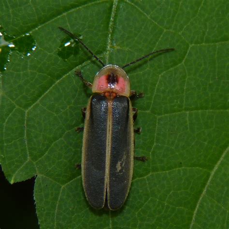 Identify and "Call" Lightning Bugs - The Infinite Spider