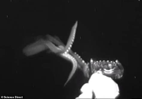 Giant squid is seen hunting prey on video for the first time ever in ...