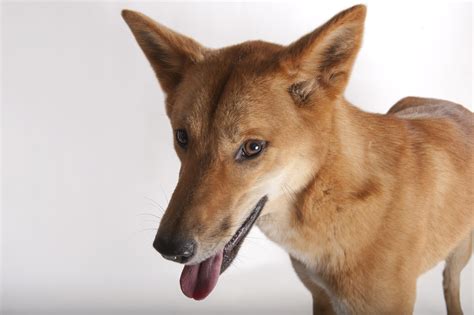 Are Dingo Dogs Legal In The United States