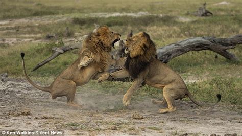 Battle for pride: Two fearsome lions fight it out for pack supremacy as they claw at each other ...